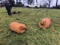 two wooden sheep in a field next to a man