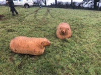 two wooden sheep in a field